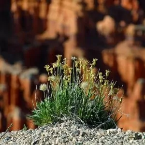 Desert flowers blooming in the sunlight 