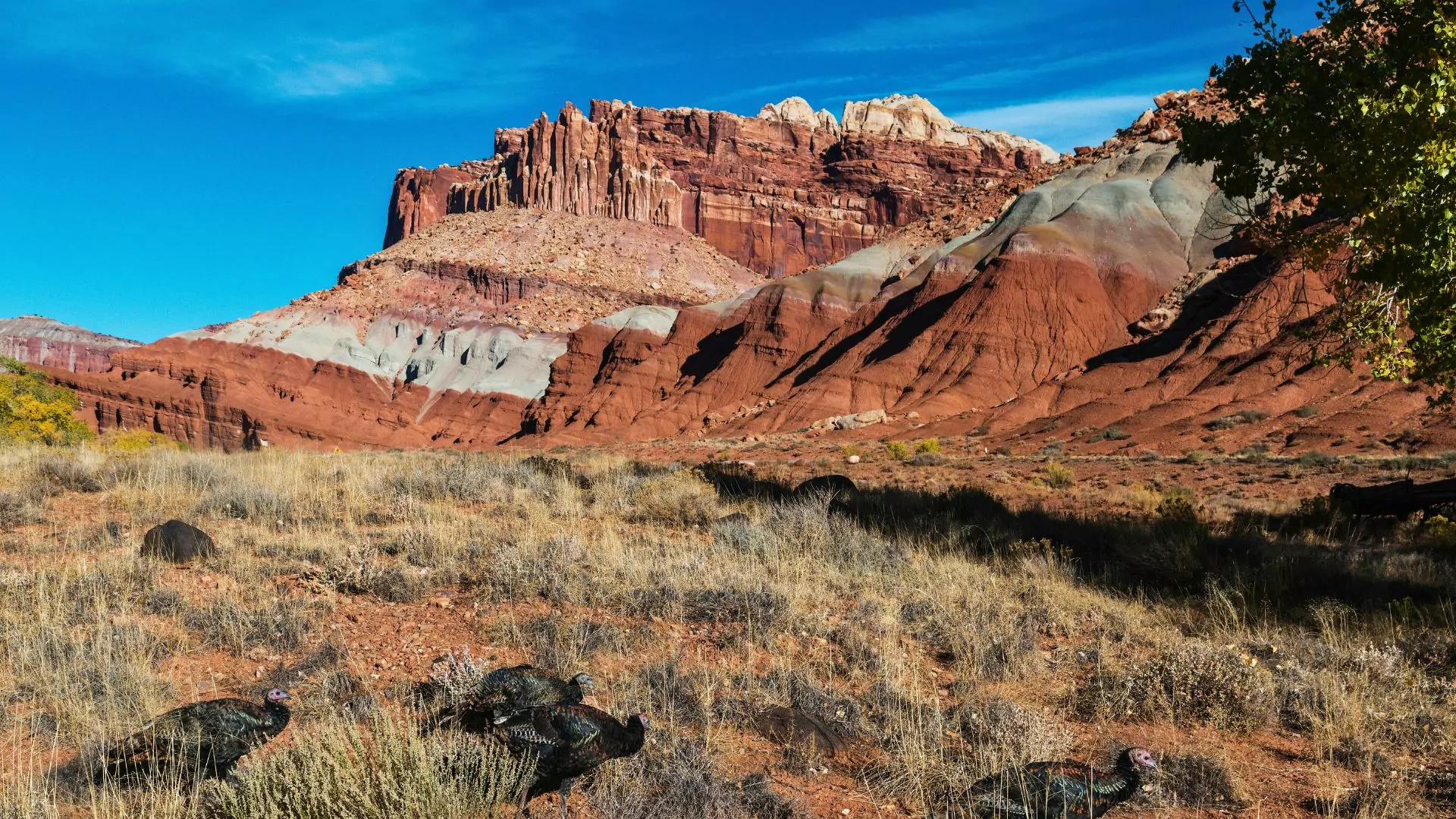 Colorful rock layers are on display in the Grand Staircase Escalante National Monument