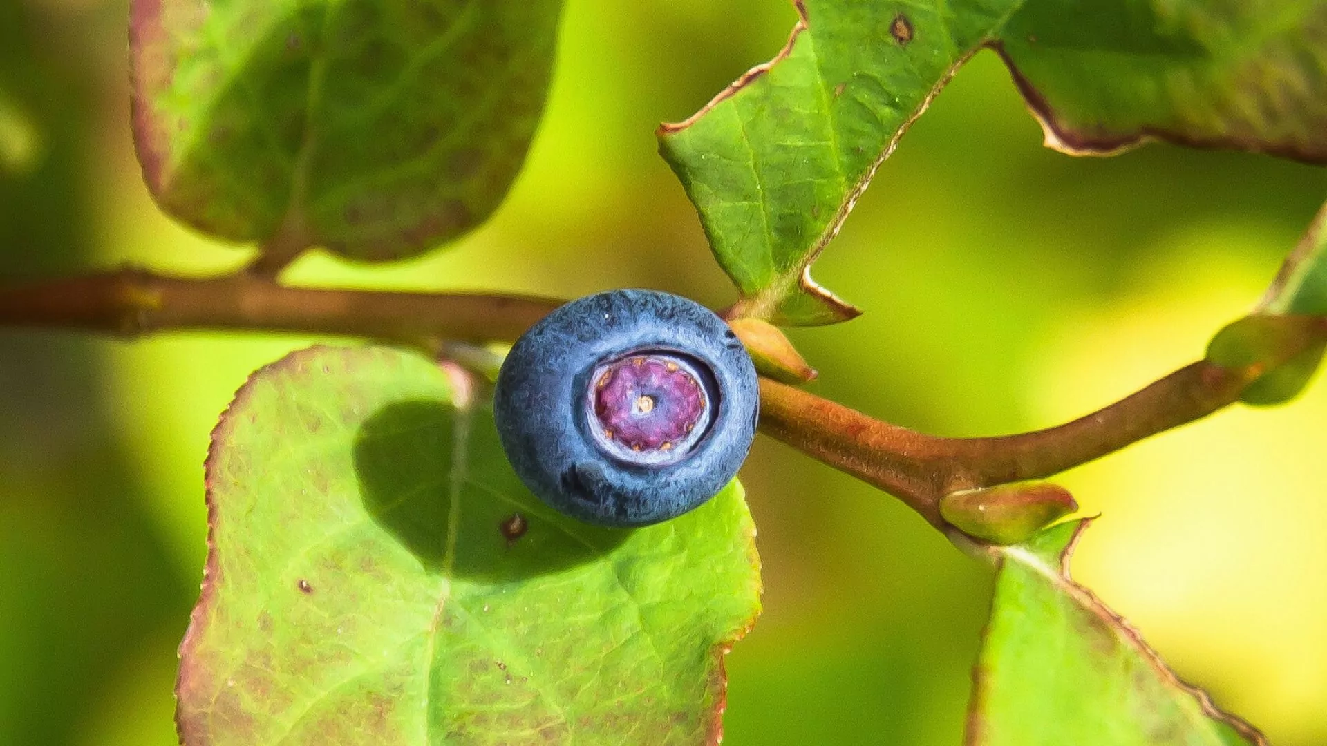 A huckleberry grows on a leafy green stem