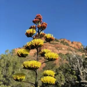 Spring blooms of Sedona flora and fauna