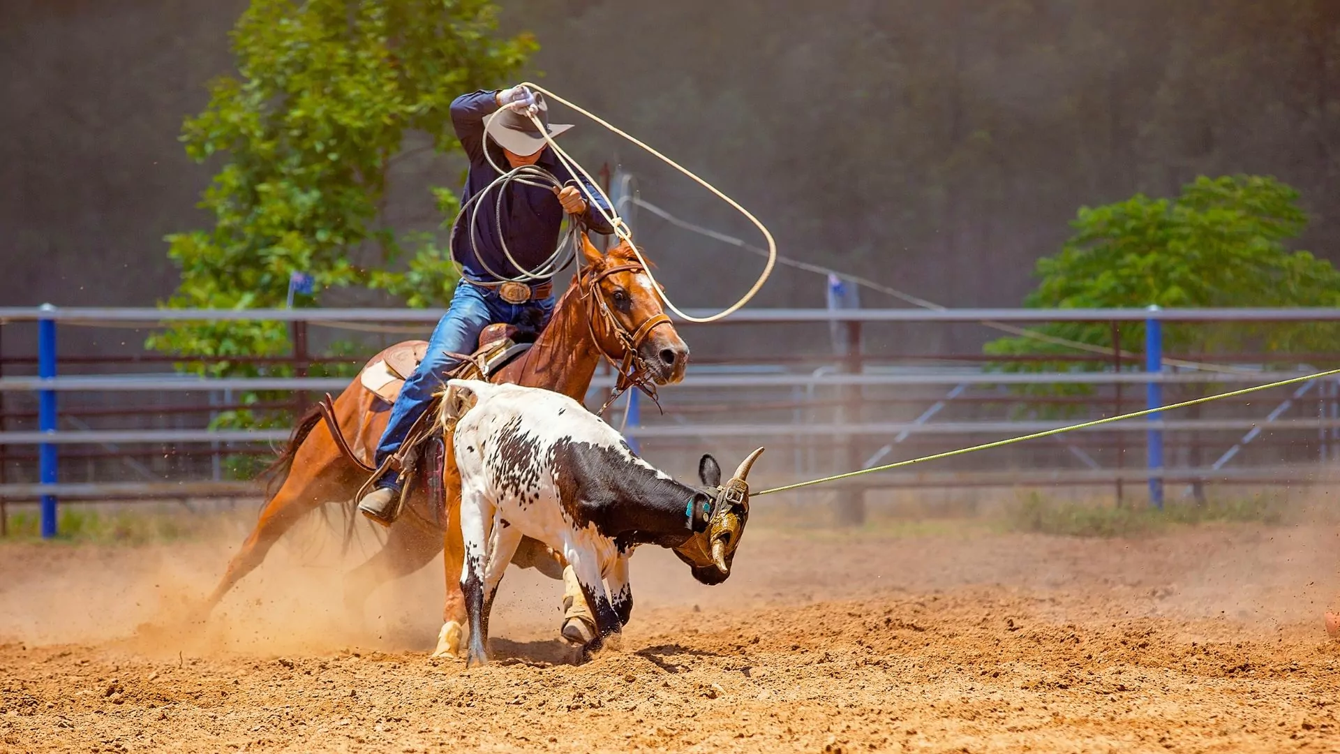 A cowboy with a lasso rides a horse while chasing a steer