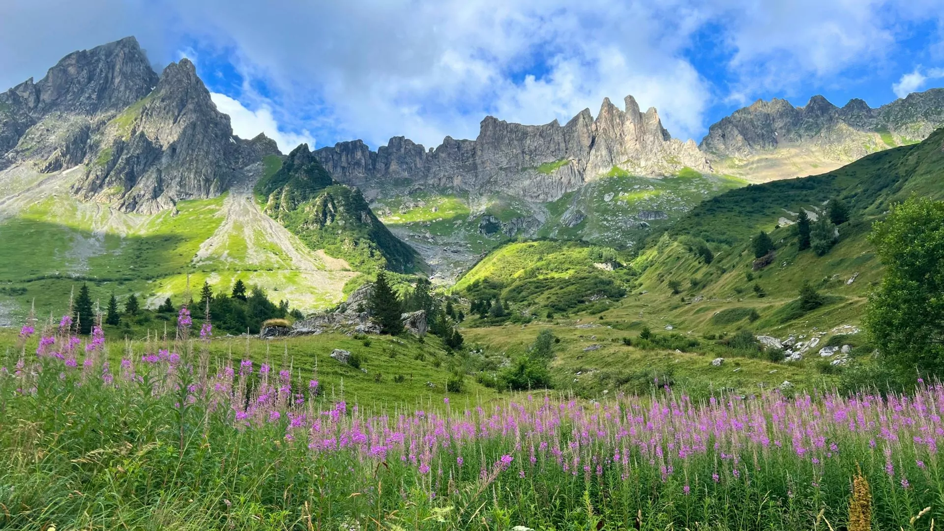 A field of wildflowers grow in front of the mountains of the alps on the Tour du Mont Blanc
