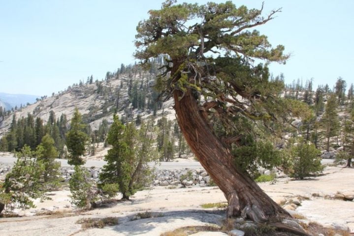 Desert tree