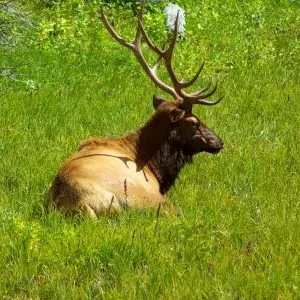 Majestic elk sits in a field of grass during fall in Rocky Mountain National Park