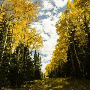 Fall foliage in Rocky Mountain National Park